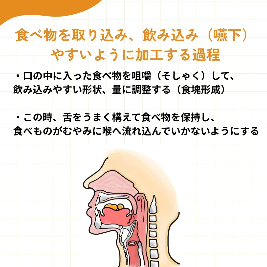 食べる」メカニズムを知ろう!