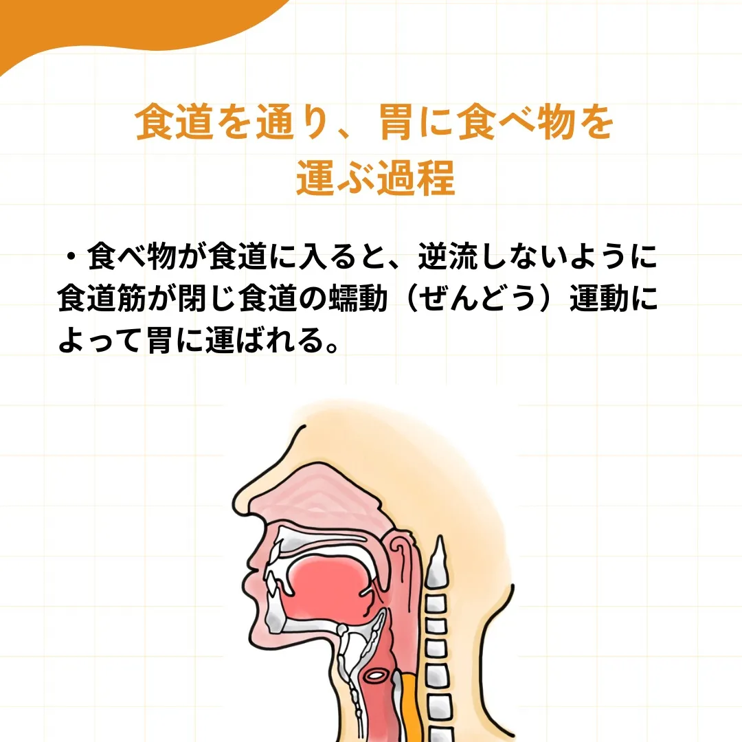 食べる」メカニズムを知ろう!