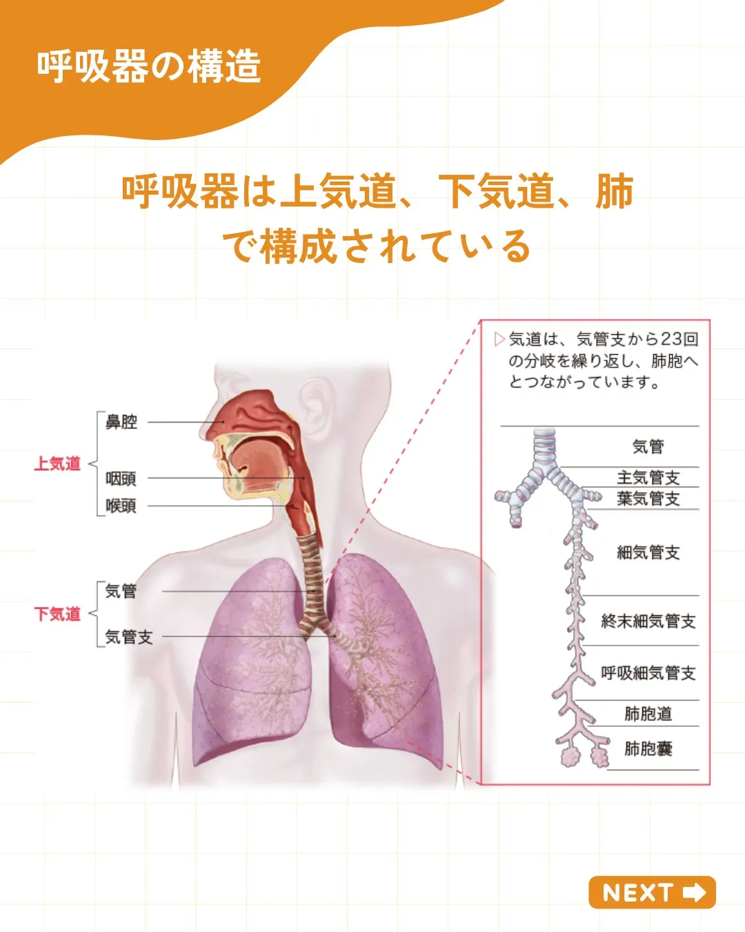 【呼吸器の解剖・生理 その1】