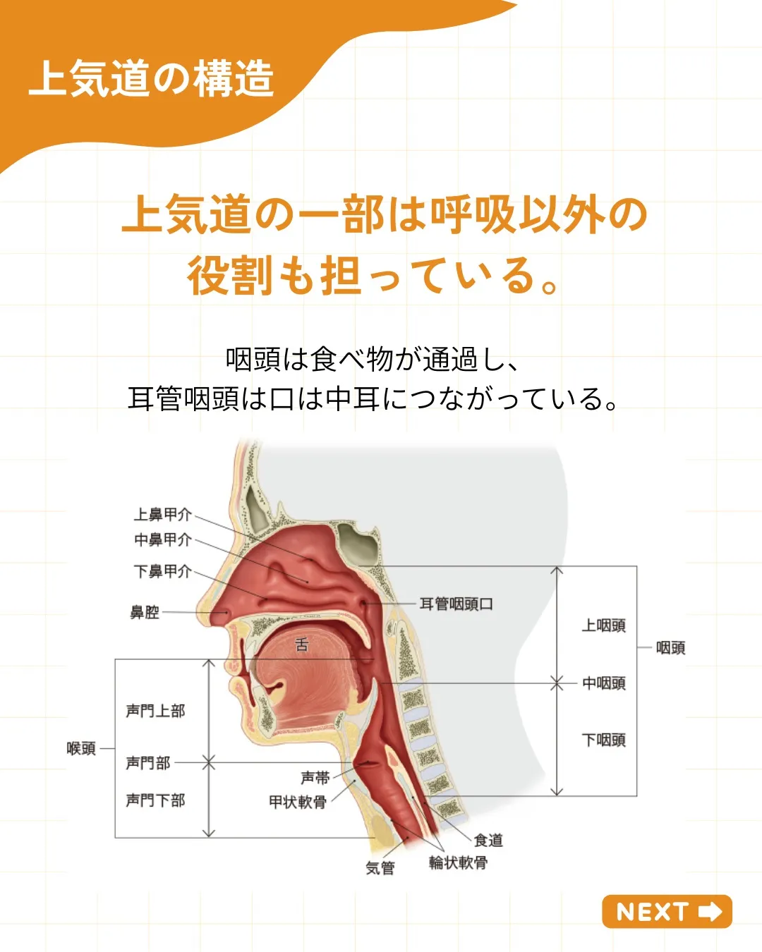 【呼吸器の解剖・生理 その1】