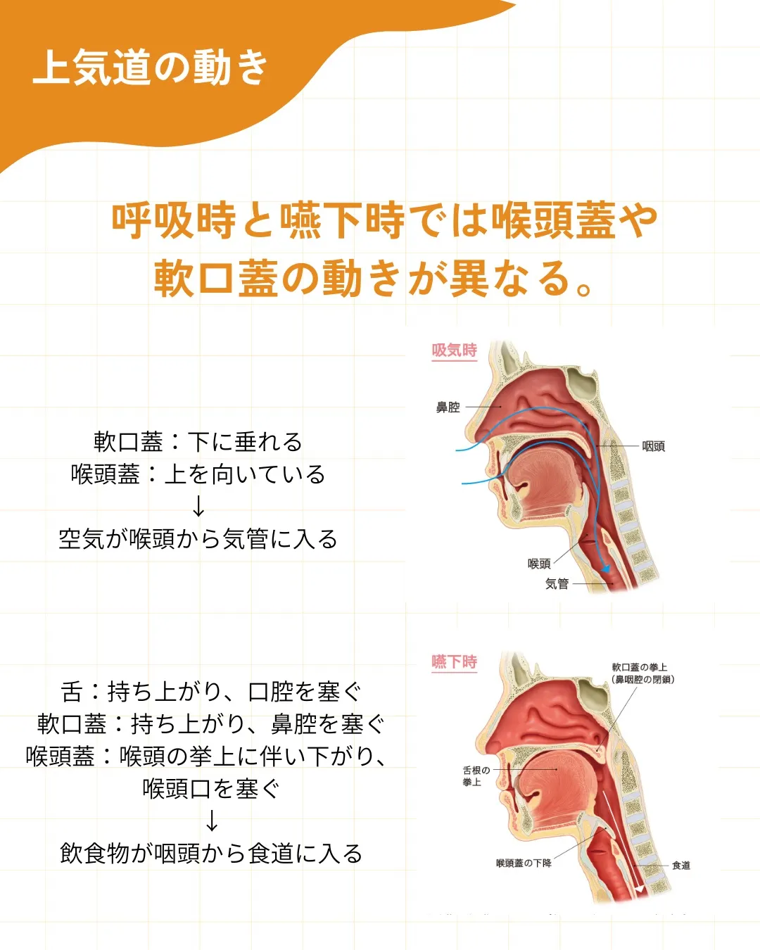 【呼吸器の解剖・生理 その1】