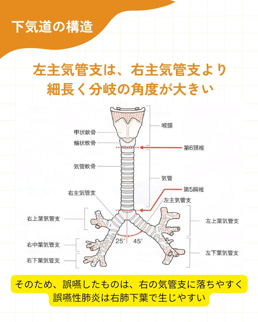 【呼吸器の解剖・生理 その1】