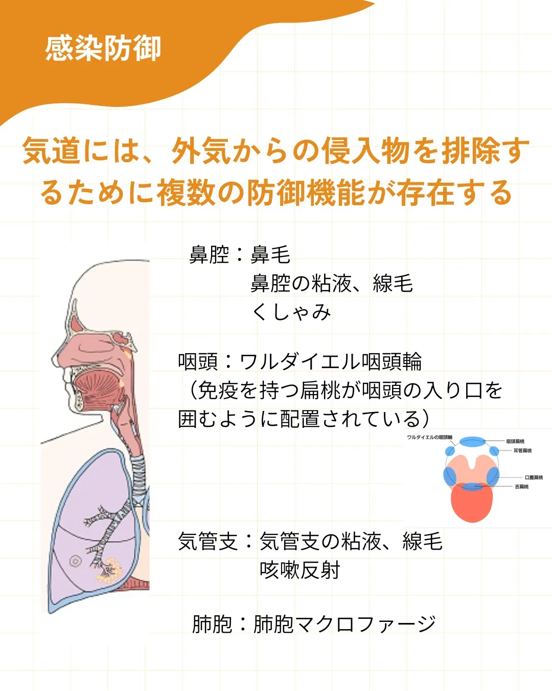 【呼吸器の解剖・生理 その1】
